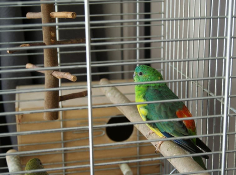 Ptaszarnia